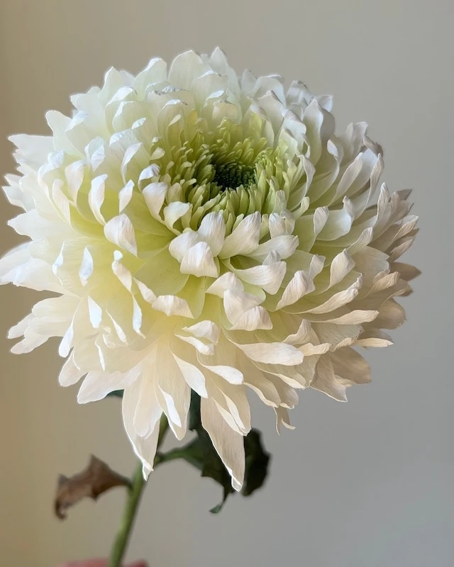 DIY paper flower ideas
