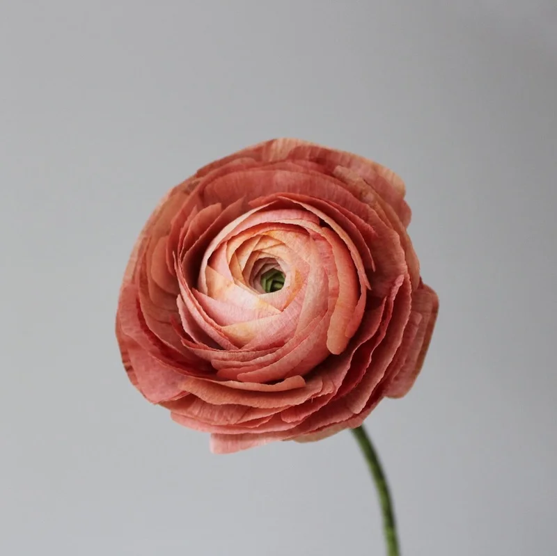 DIY paper flower ideas
