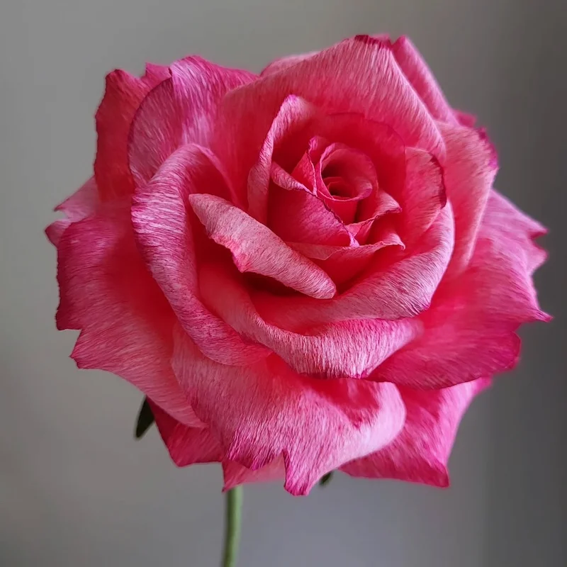 DIY paper flower ideas